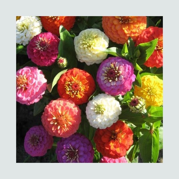 Zinnia 'Liliput Mixed'