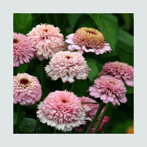 Zinnia 'Zinderella Lilac'