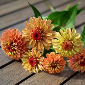 Zinnia 'Queen Lime Orange'