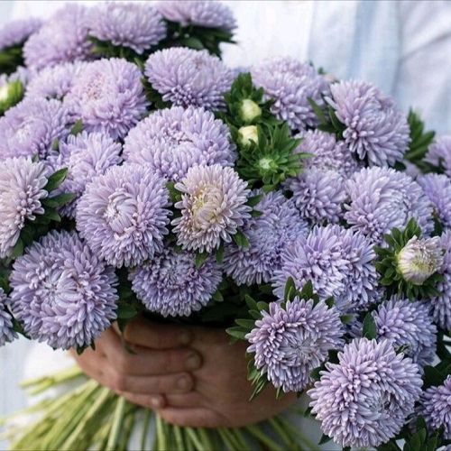 Blå/Lilla Blomster