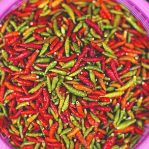 Chili & Peber til Drivhus