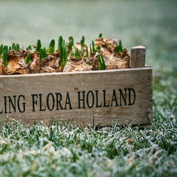 Økologiske Blomsterløg