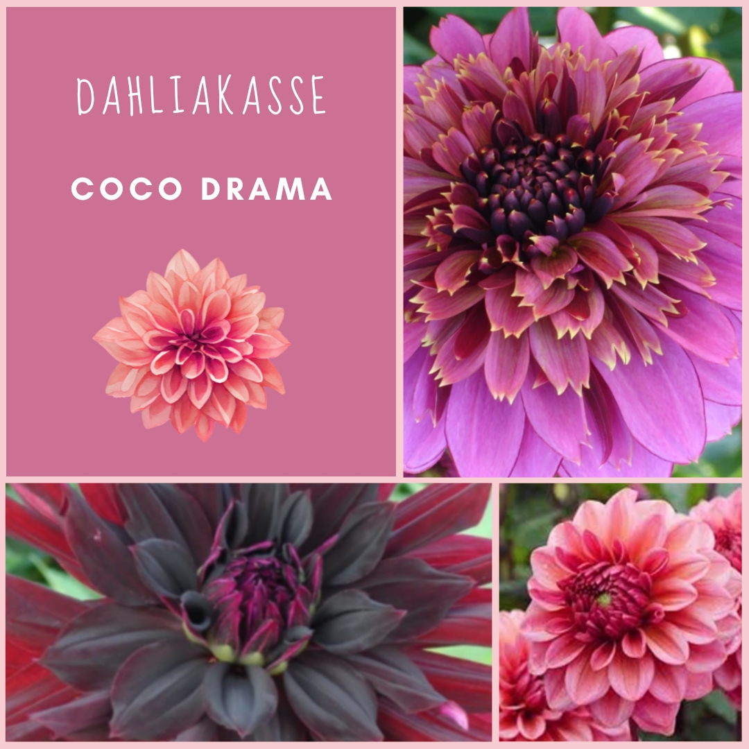 Dahliakasse Coco Drama