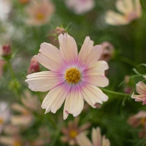 Cosmos 'Apricot Lemonade' Cosmos Spirekassen