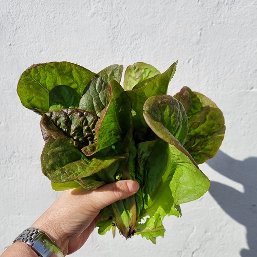  Romaine salat 'Little Leprechaun' - kologisk