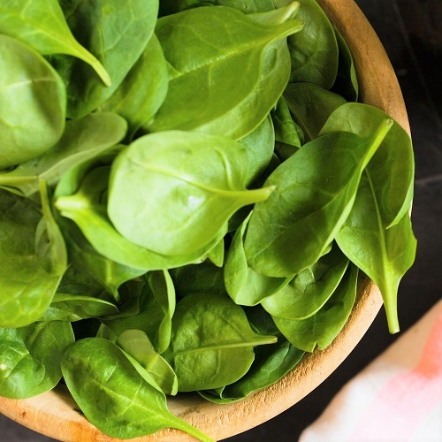 Spinat 'Early Giant Leaf' - �kologisk