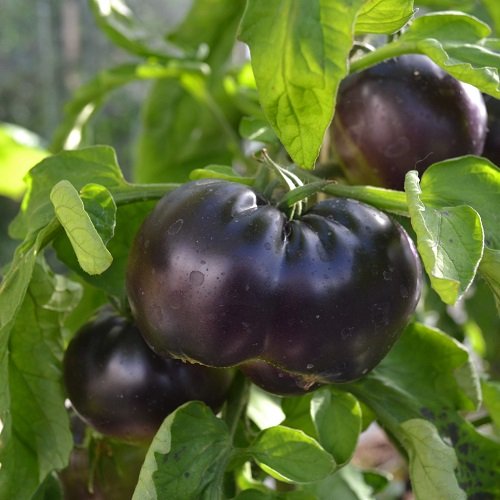 Tomat 'Black Beauty' - Tomat - Spirekassen