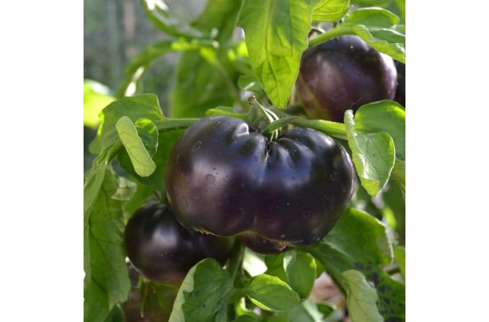 Tomat 'Black Beauty' - Tomat - Spirekassen