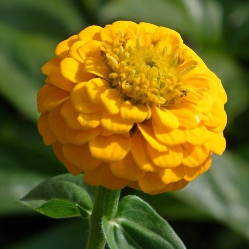 Zinnia 'Canary Bird' Zinnia Spirekassen